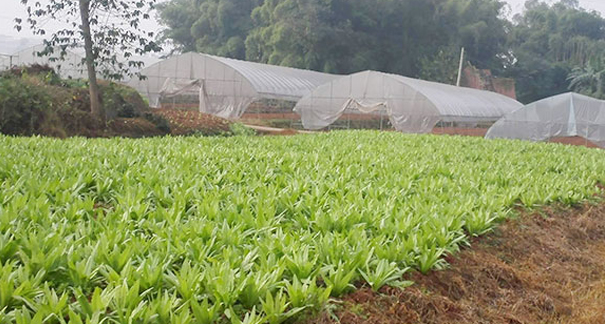 重庆农家乐_重庆家禽配送_重庆蔬菜配送_重庆小龙虾垂钓